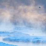 A Steller’s Sea Eagle flew over the dawn cranes at Otowa Bridge (Image by Mike Watson)