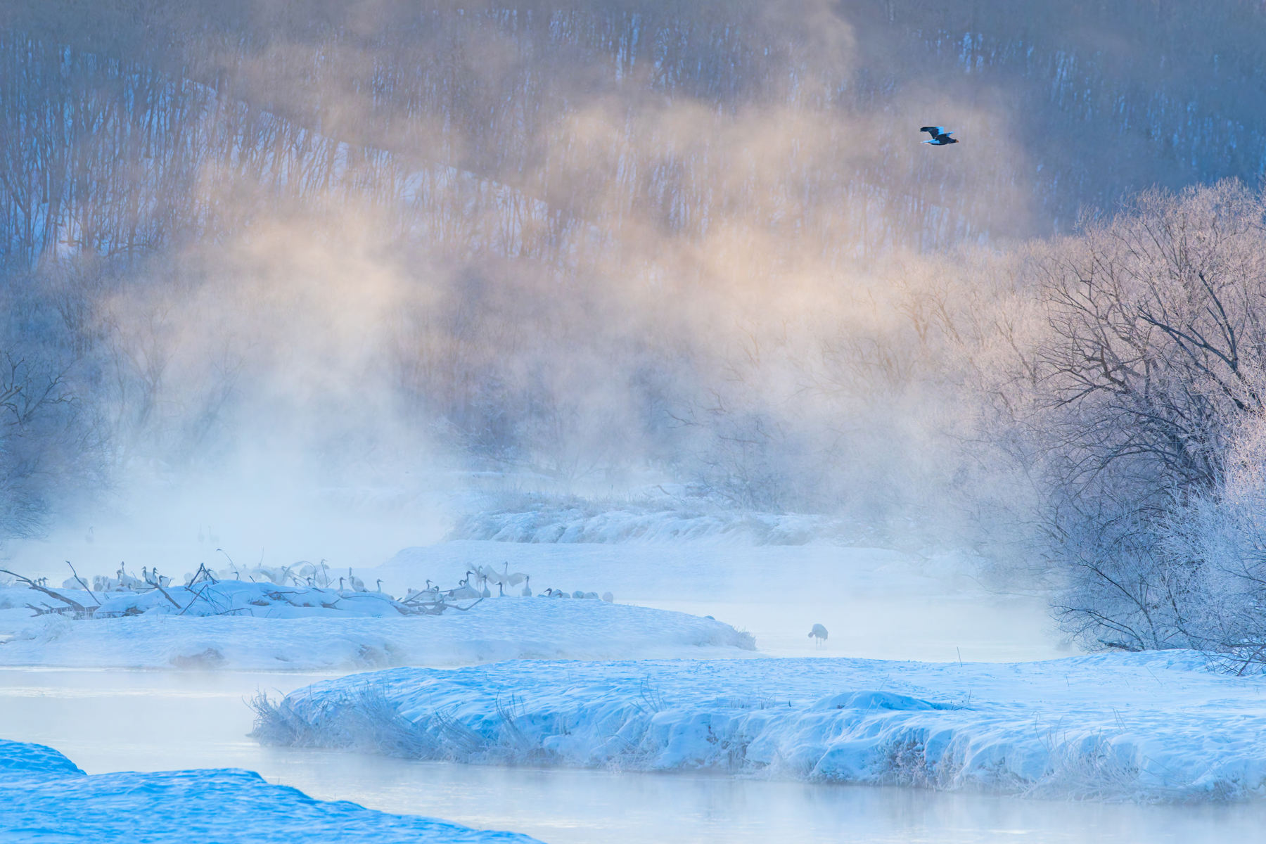 A Steller’s Sea Eagle flew over the dawn cranes at Otowa Bridge (Image by Mike Watson)