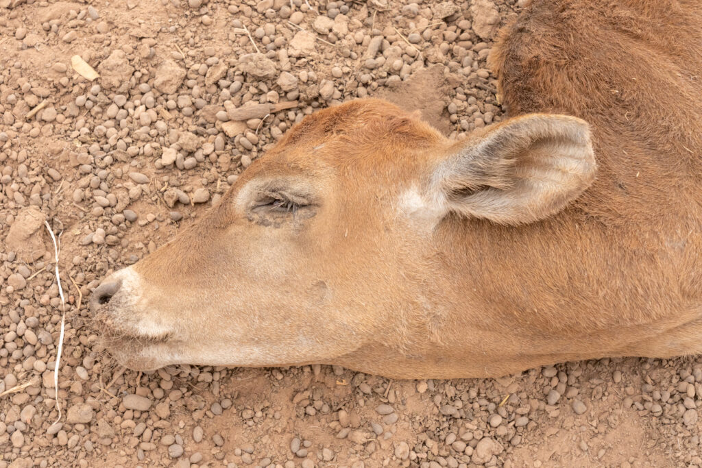 A deceased calf (image by Inger Vandyke)