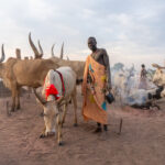A proud Mundari man with his decorated cow (image by Inger Vandyke)
