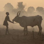 A young Dinka girl guides her cow to its tethering post (image by Inger Vandyke)