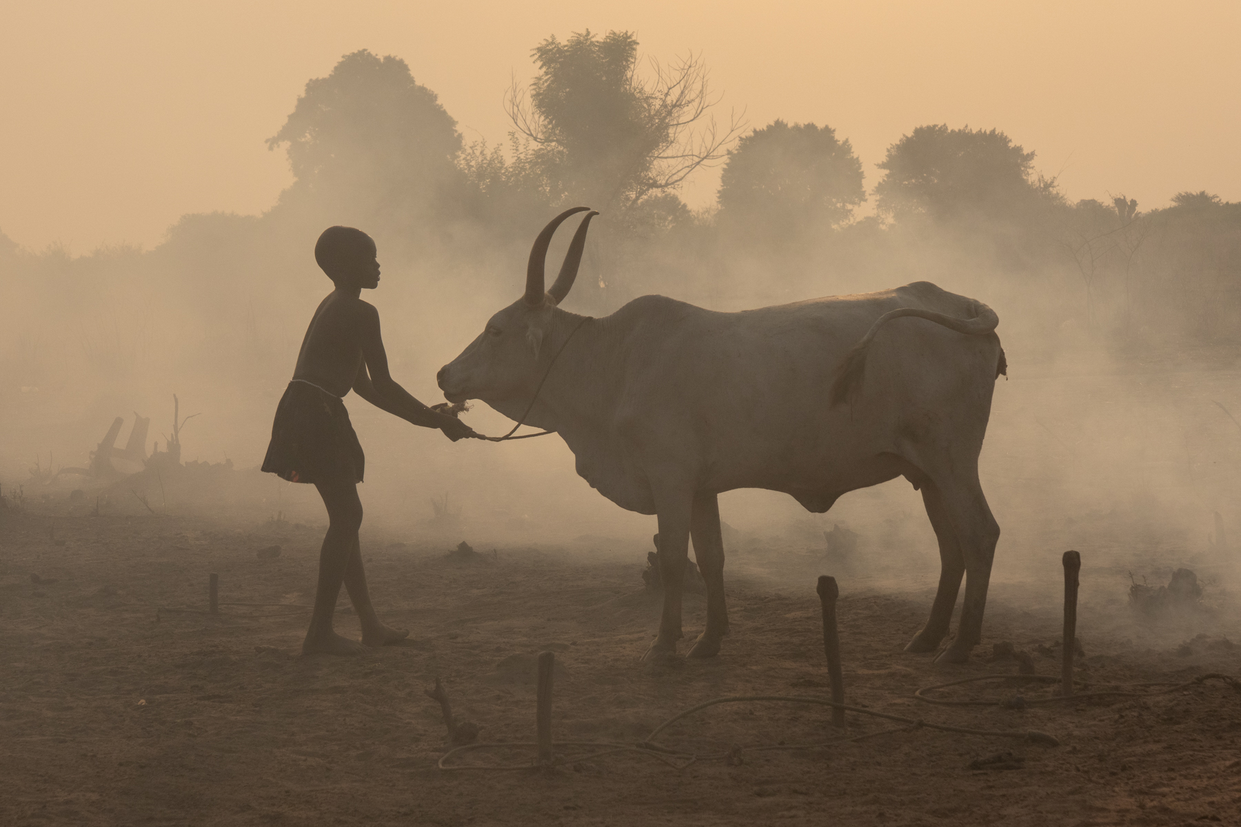 A young Dinka girl guides her cow to its tethering post (image by Inger Vandyke)