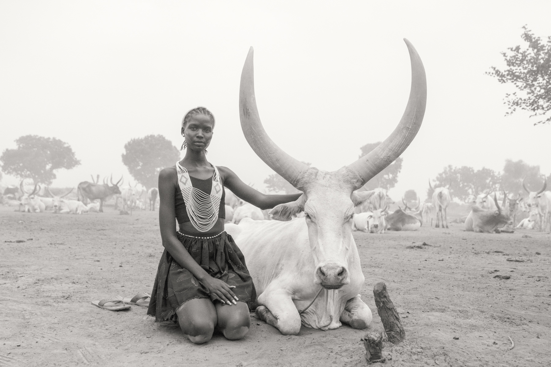 Beautiful Aker wearing the traditional Dinka Guet Yest, or wedding beads, next to one of the magnificent cows in camp (image by Inger Vandyke)