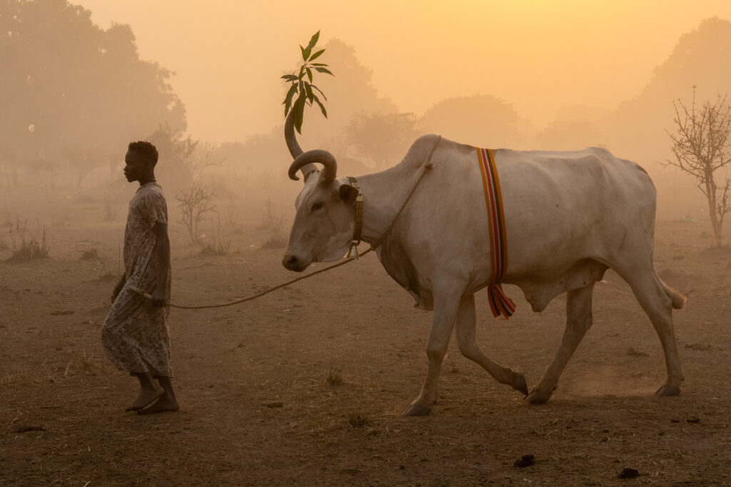 A decorated 'announcement cow' is walked through a camp at sunset (image by Inger Vandyke)