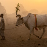 A decorated 'announcement cow' is walked through a camp at sunset (image by Inger Vandyke)