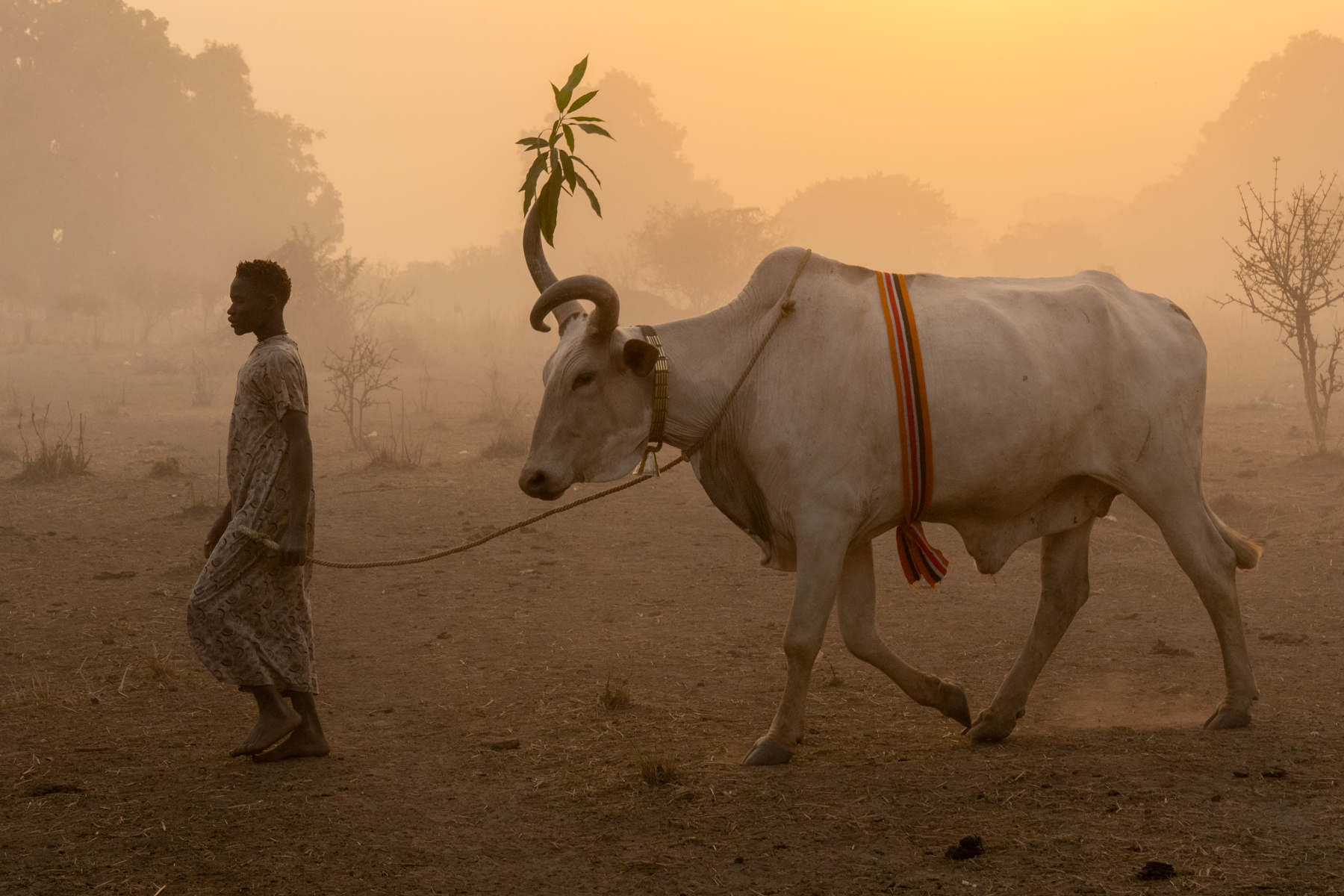 A decorated 'announcement cow' is walked through a camp at sunset (image by Inger Vandyke)