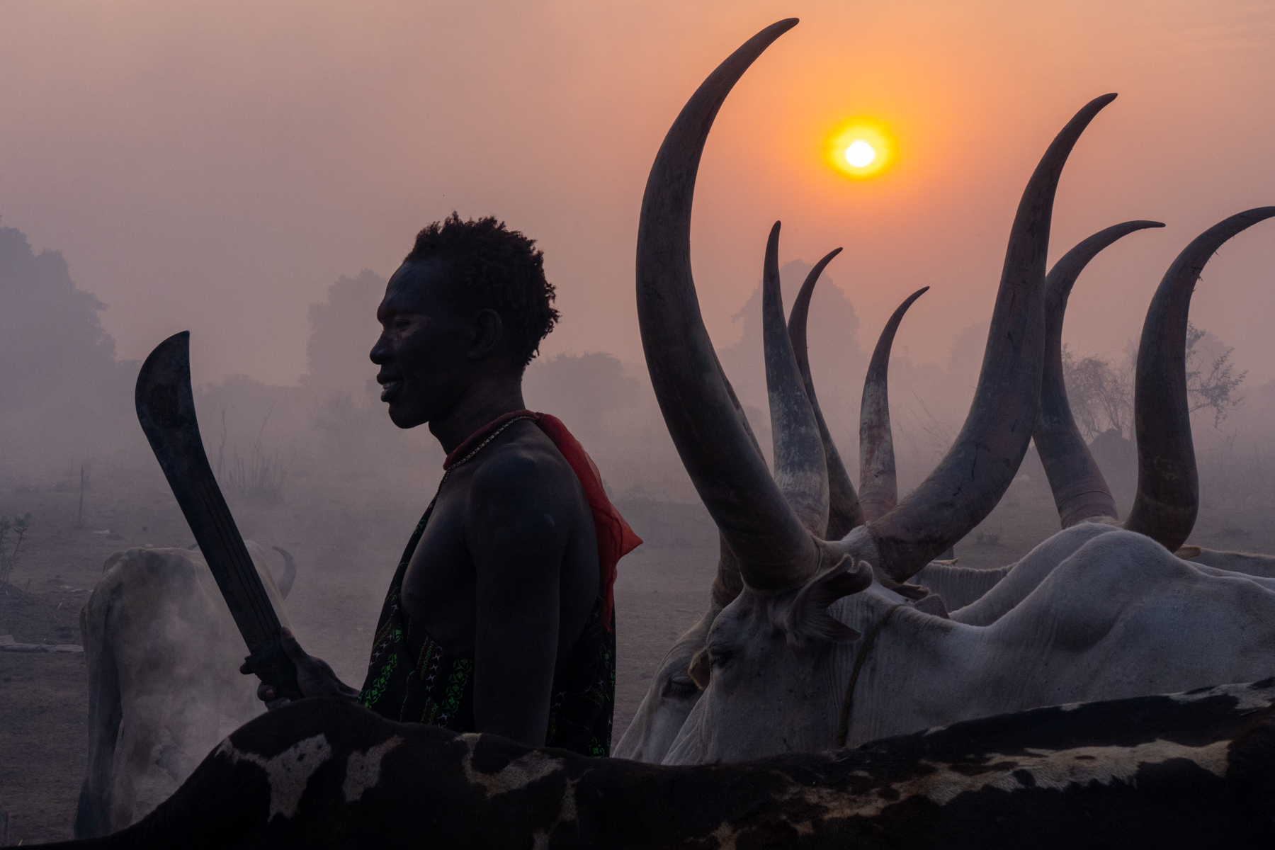 Mundari man and cows in silhouette (image by Inger Vandyke)