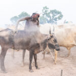 Mundari man dusting his cow before taking it out for the day to graze (image by Inger Vandyke)