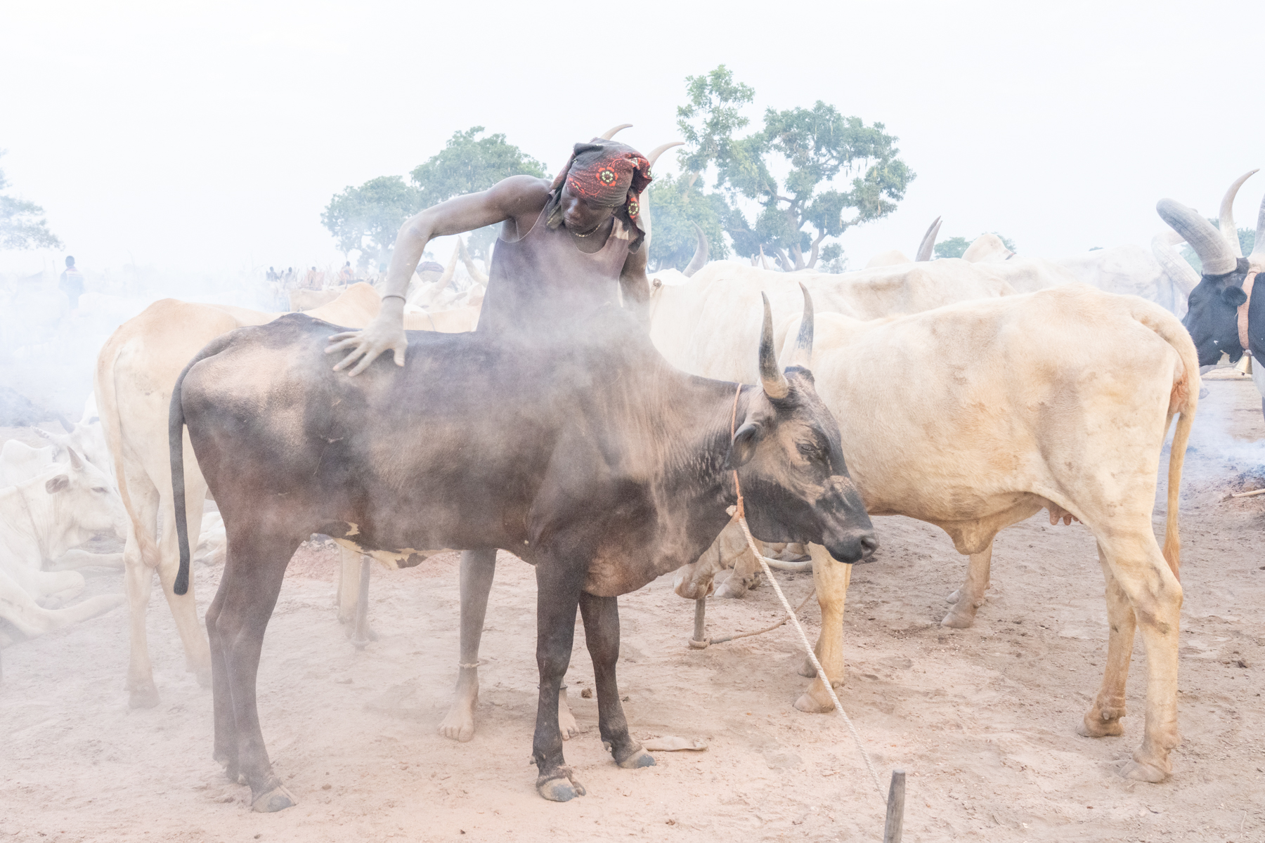 Mundari man dusting his cow before taking it out for the day to graze (image by Inger Vandyke)