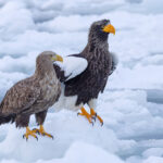 Little and large, Steller’s Sea Eagle even dwarfs the massive White-tailed Eagle (Image by Mike Watson)