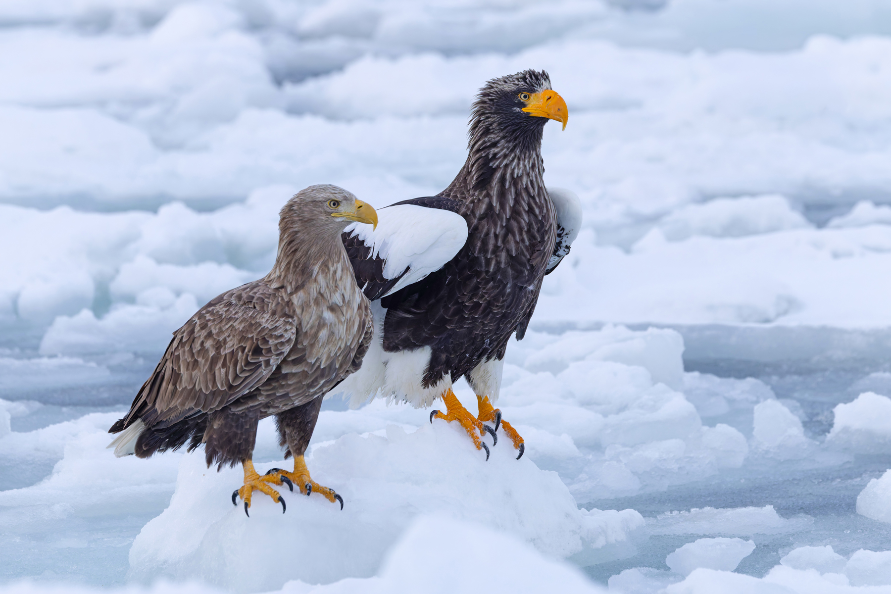 Little and large, Steller’s Sea Eagle even dwarfs the massive White-tailed Eagle (Image by Mike Watson)