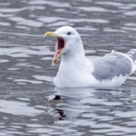 Bigmouth la la la la! Glaucous-winged Gull at Rausu (Image by Mike Watson)