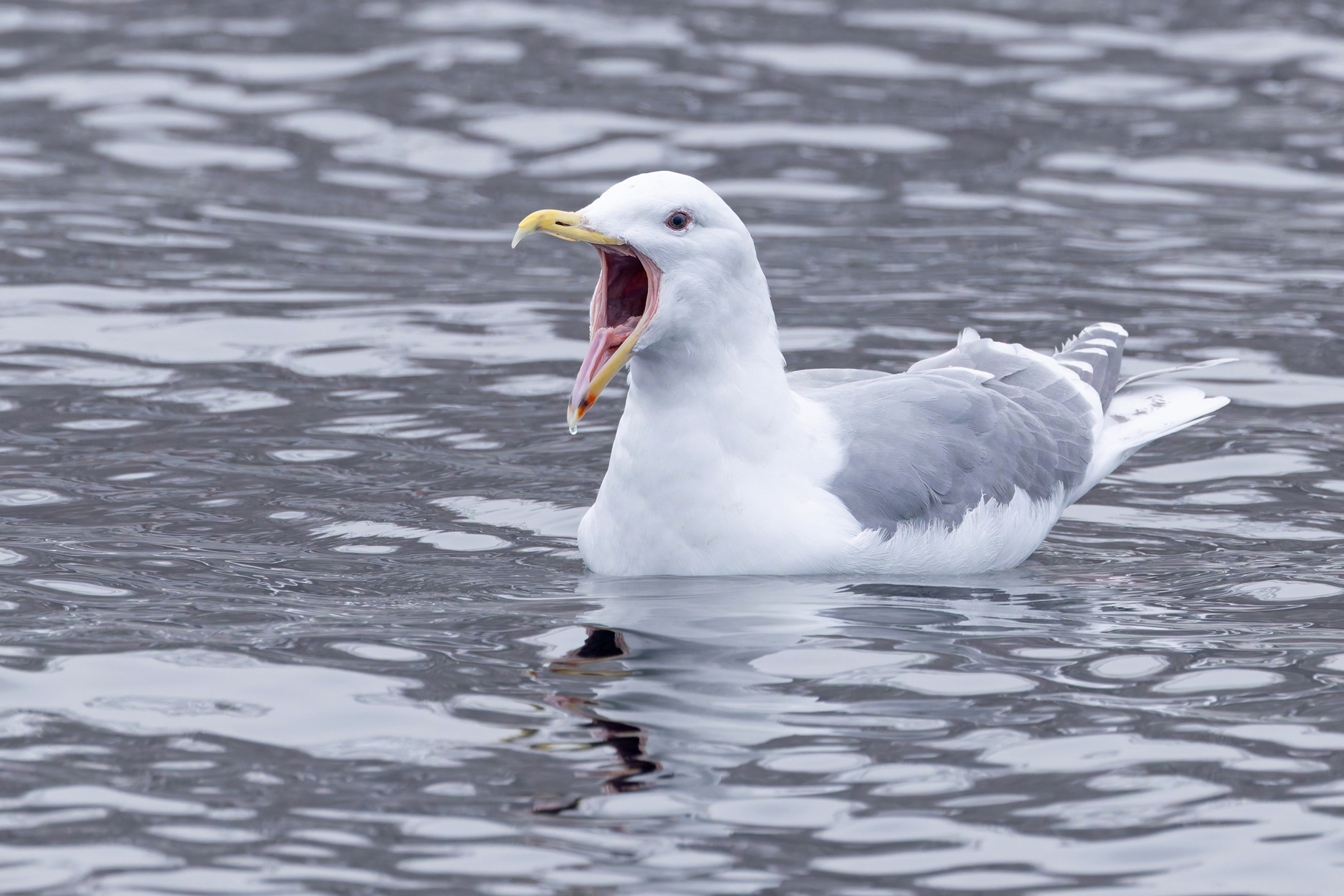 Bigmouth la la la la! Glaucous-winged Gull at Rausu (Image by Mike Watson)
