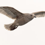 Glaucous-winged Gull, a dark young bird (Image by Mike Watson)