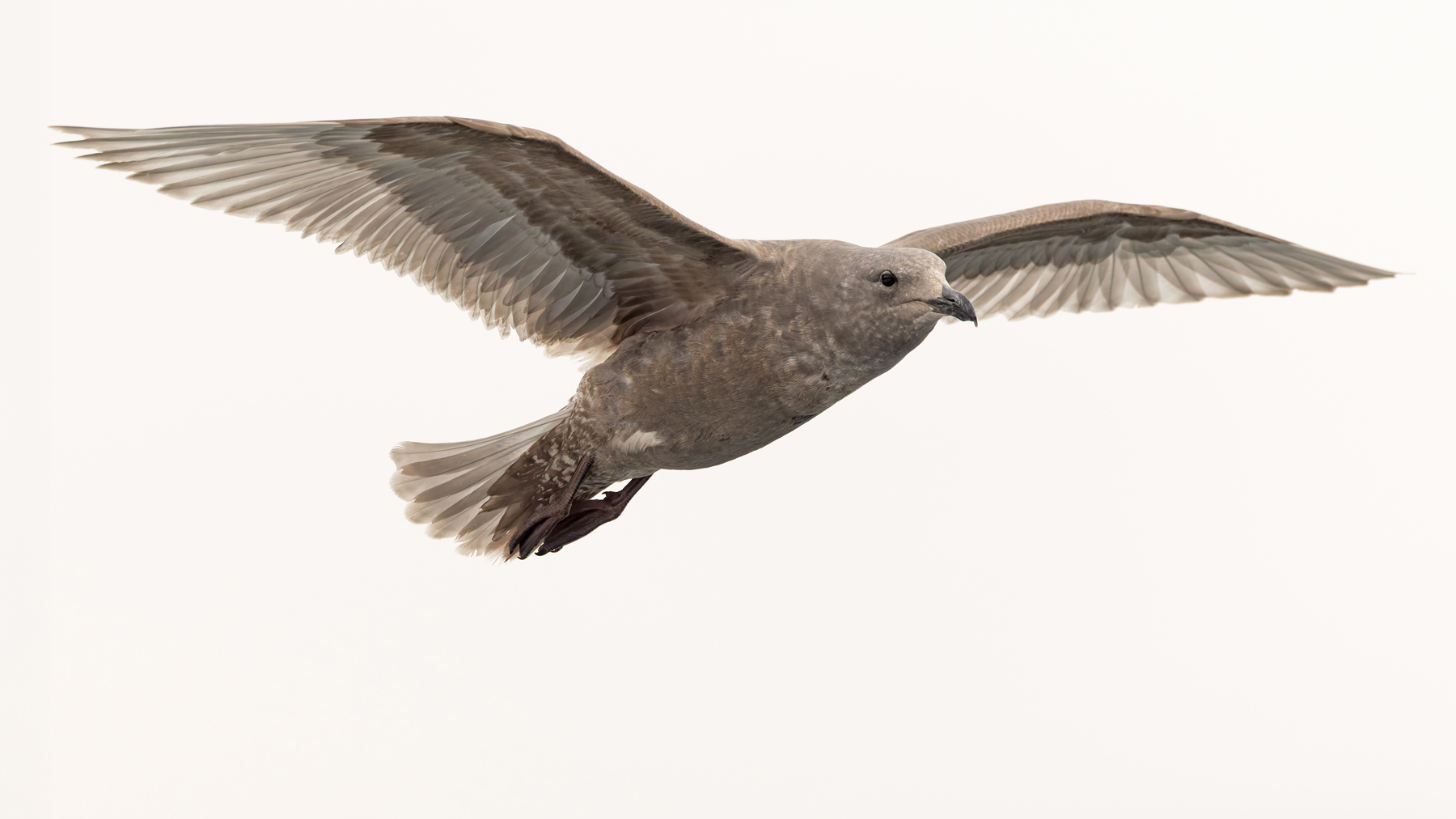 Glaucous-winged Gull, a dark young bird (Image by Mike Watson)