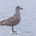 A classic first winter Glaucous-winged Gull (Image by Mike Watson)