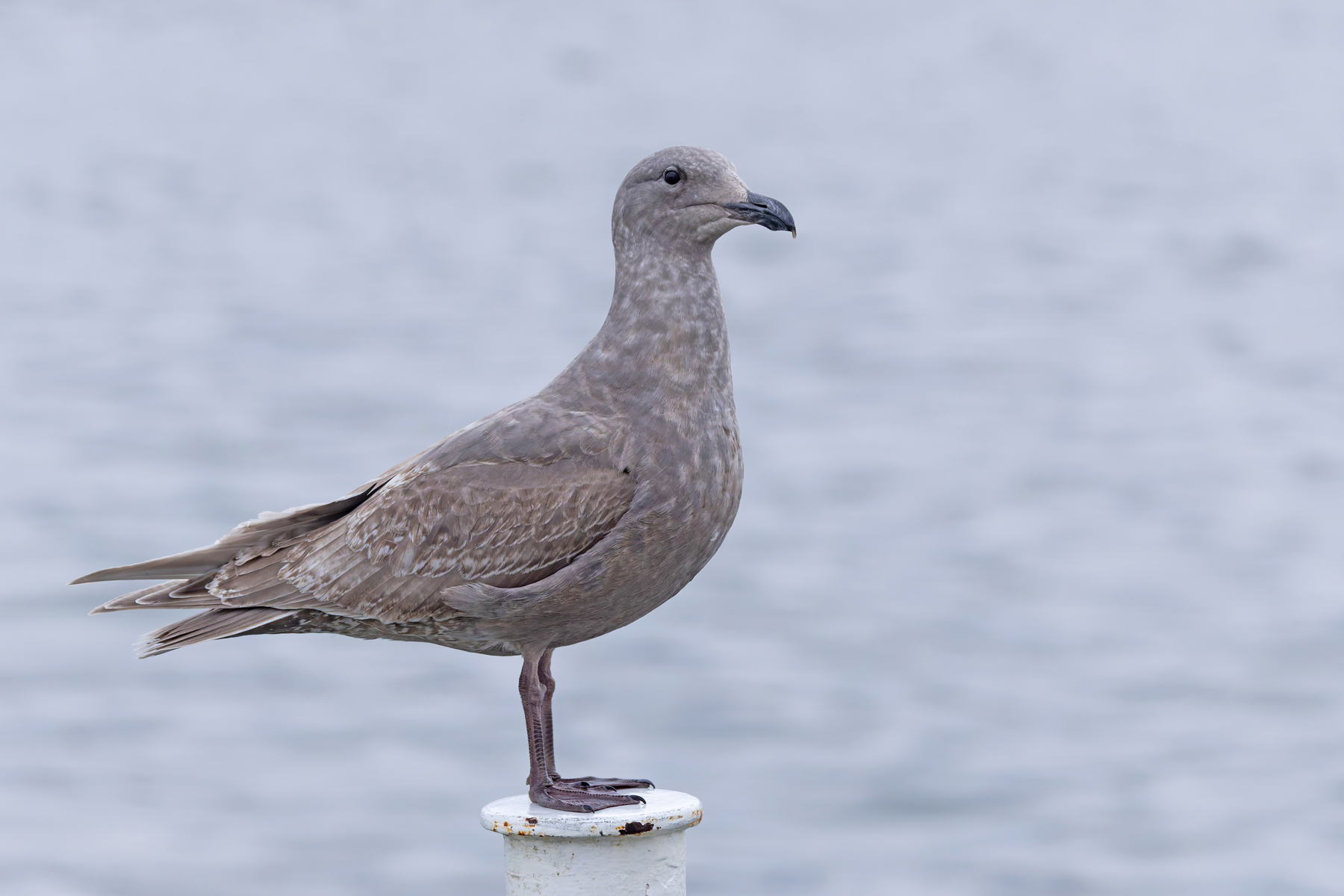 A classic first winter Glaucous-winged Gull (Image by Mike Watson)