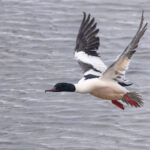 Goosander drake (Image by Mike Watson)