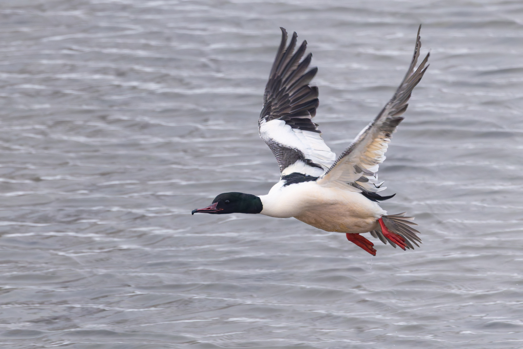 Goosander drake (Image by Mike Watson)