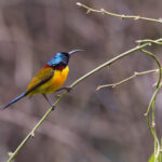 Green-tailed Sunbird, Singalia NP (Image by Mike Watson)