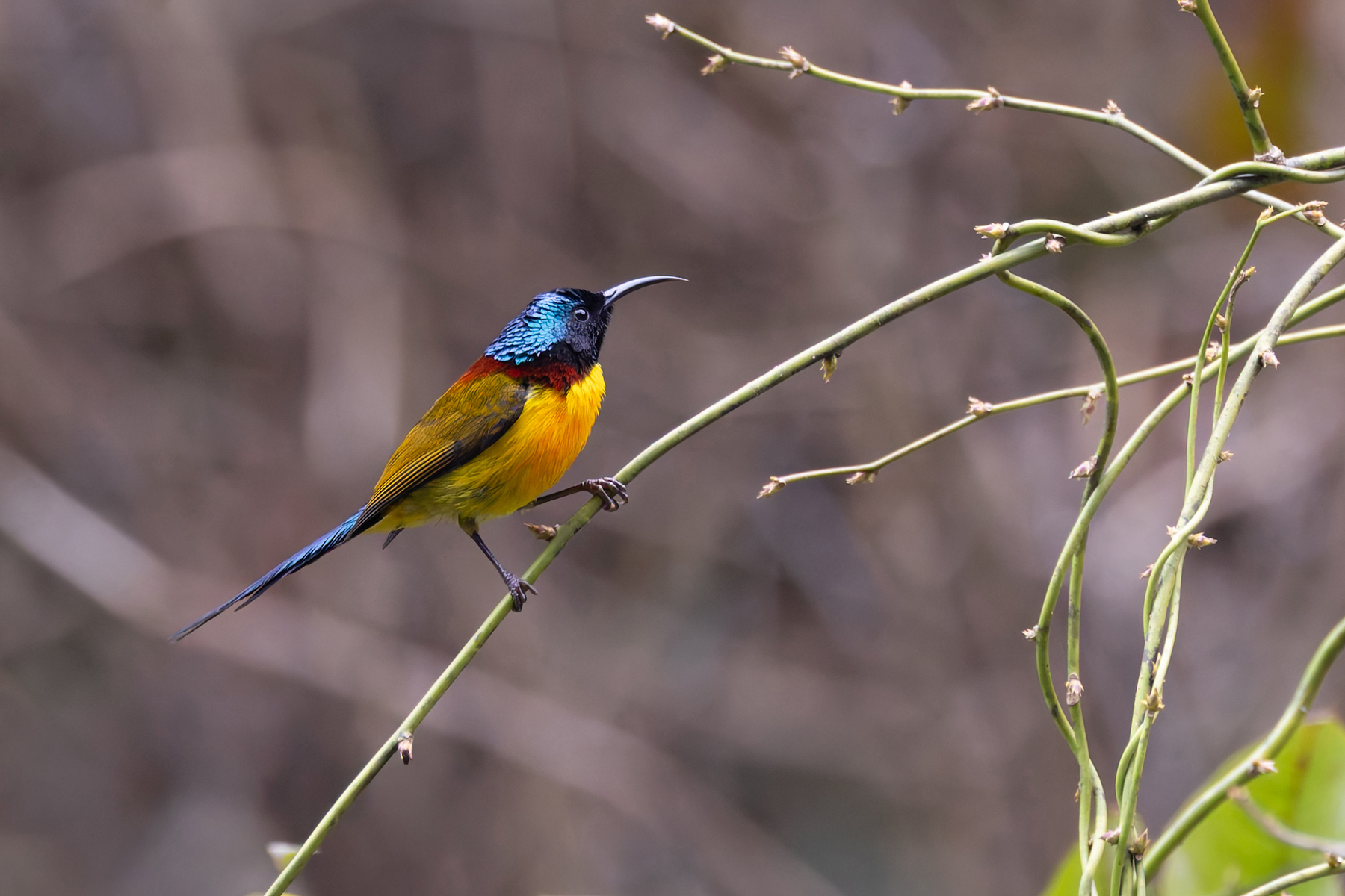 Green-tailed Sunbird, Singalia NP (Image by Mike Watson)