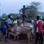 The Hamar bull jumping ceremony, a rite of passage where a young man proves his readiness for adulthood by running across the back of bulls (image by Ingrid Koedood)