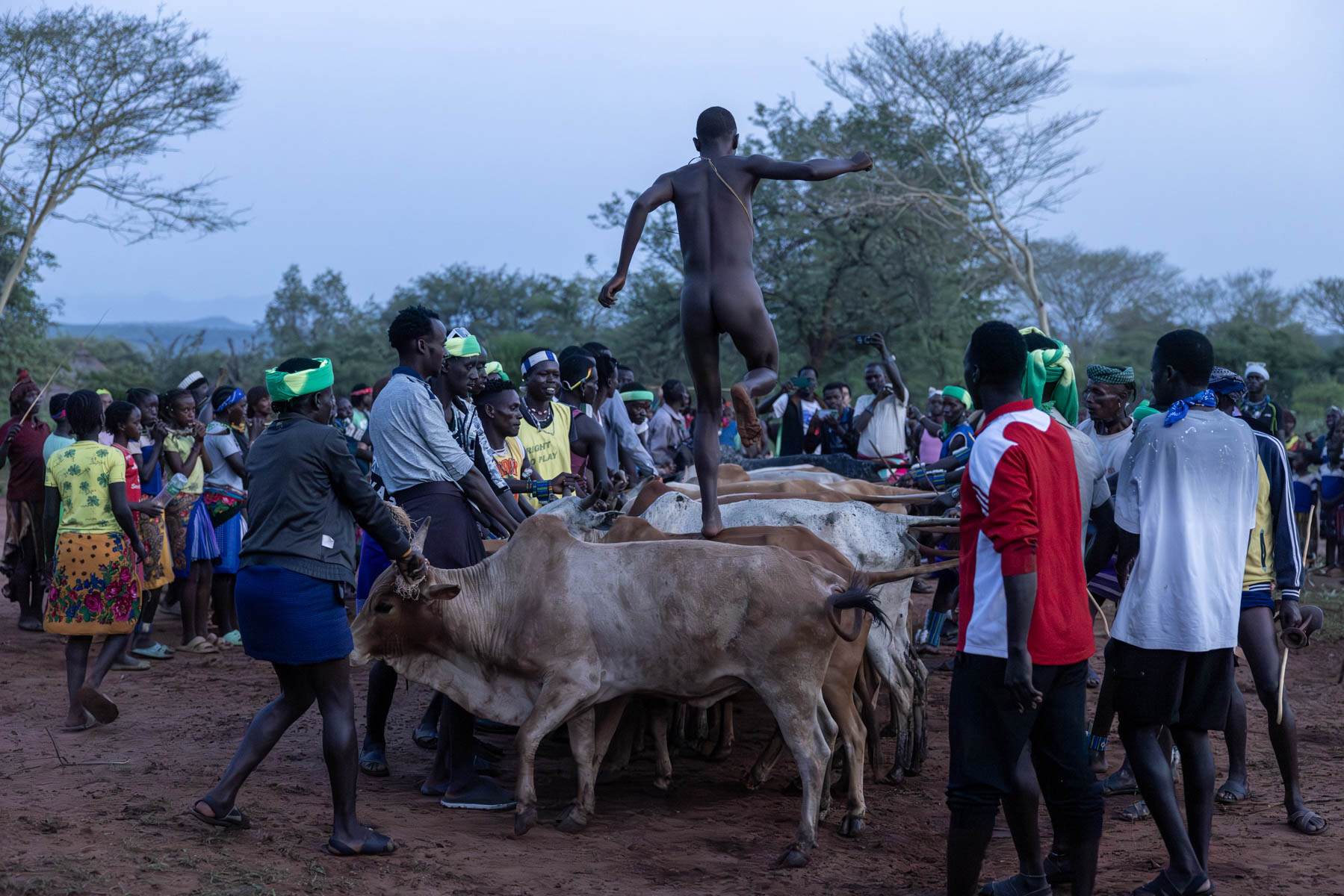 The Hamar bull jumping ceremony, a rite of passage where a young man proves his readiness for adulthood by running across the back of bulls (image by Ingrid Koedood)