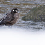 Even the female Harlequin Duck is rather smart (Image by Mike Watson)