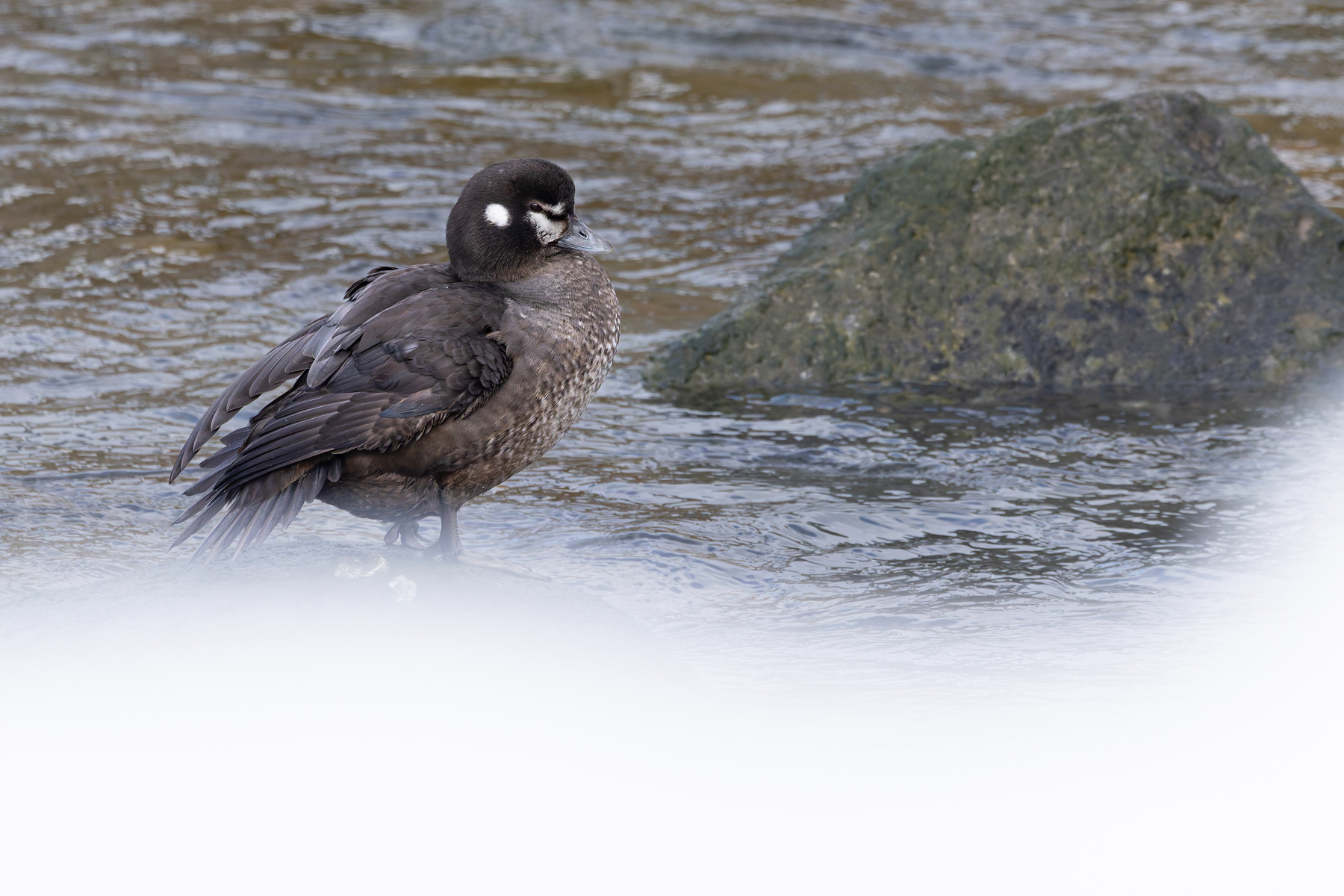 Even the female Harlequin Duck is rather smart (Image by Mike Watson)