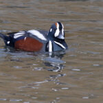 A smart Harlequin Duck (Image by Mike Watson)