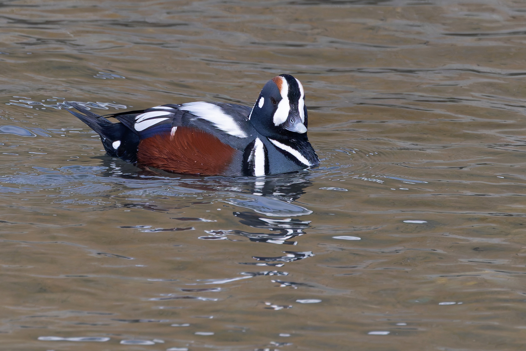 A smart Harlequin Duck (Image by Mike Watson)