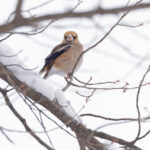 A Hawfinch in the snow at Komoro Castle (Image by Mike Watson)