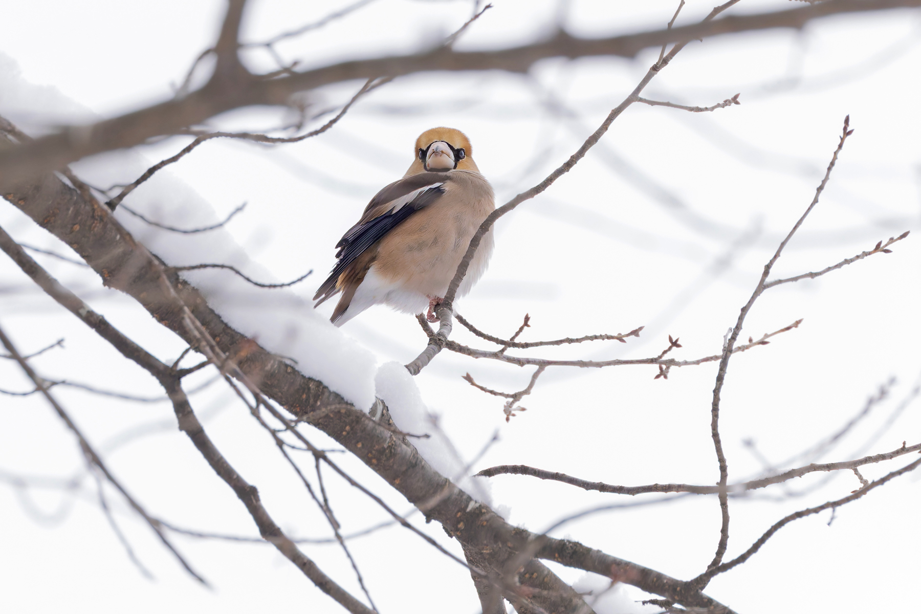 A Hawfinch in the snow at Komoro Castle (Image by Mike Watson)