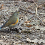 Himalayan Bluetail (female), Phulchowki (Image by Mike Watson)