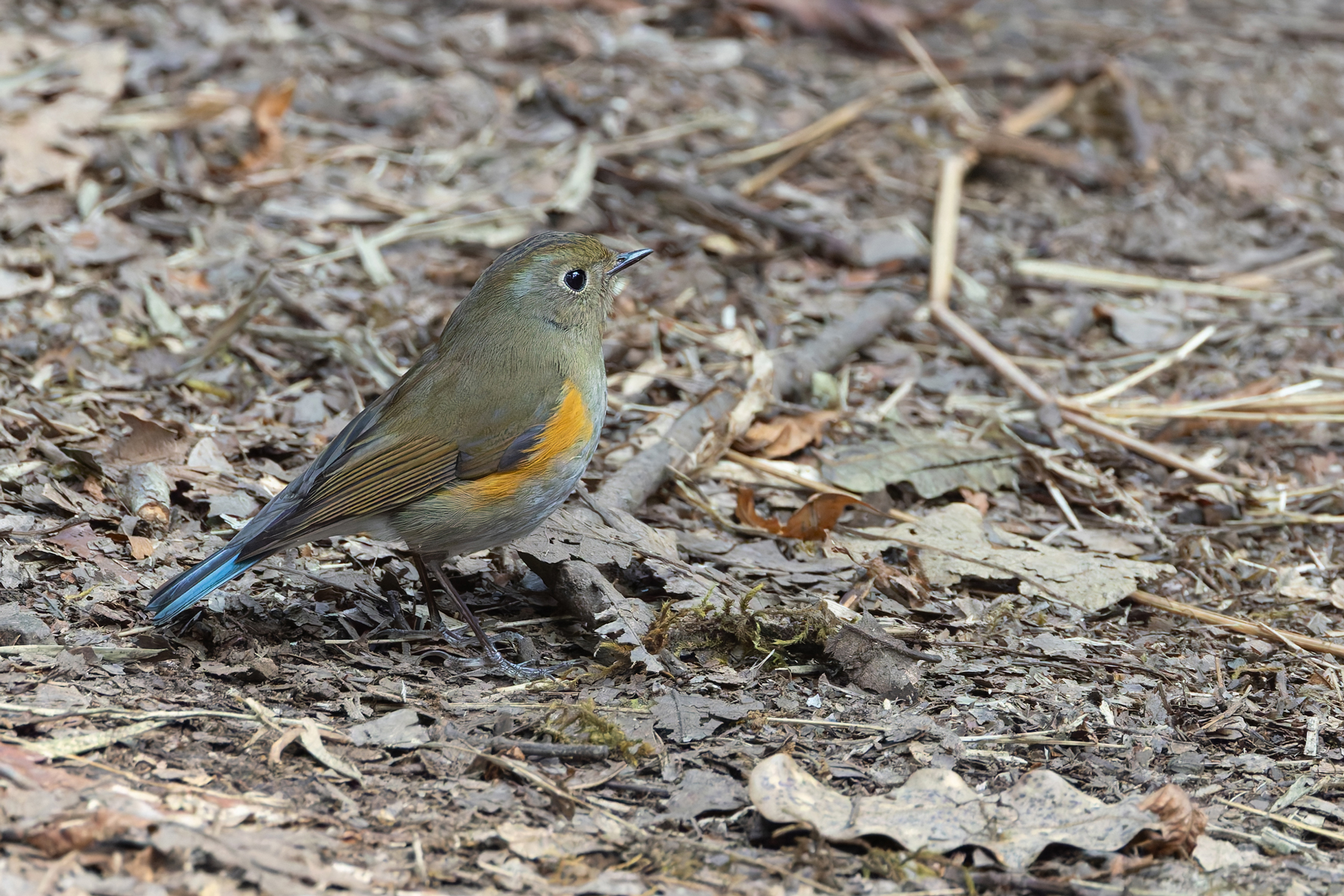 Himalayan Bluetail (female), Phulchowki (Image by Mike Watson)