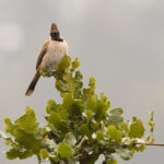 Himalayan Bulbul, Phulchowki (Image by Mike Watson)