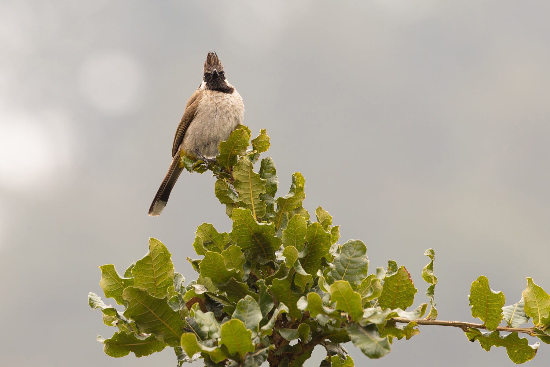 Himalayan Bulbul, Phulchowki (Image by Mike Watson)