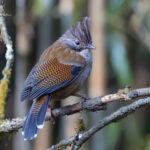 Hoary-throated Barwing, Habre’s Nest (Image by Mike Watson)