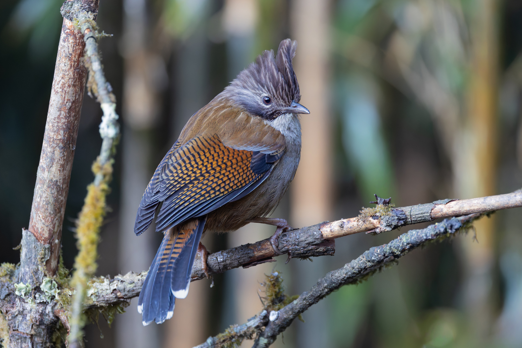 Hoary-throated Barwing, Habre’s Nest (Image by Mike Watson)