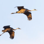 Hooded Cranes at Arasaki (Image by Mike Watson)