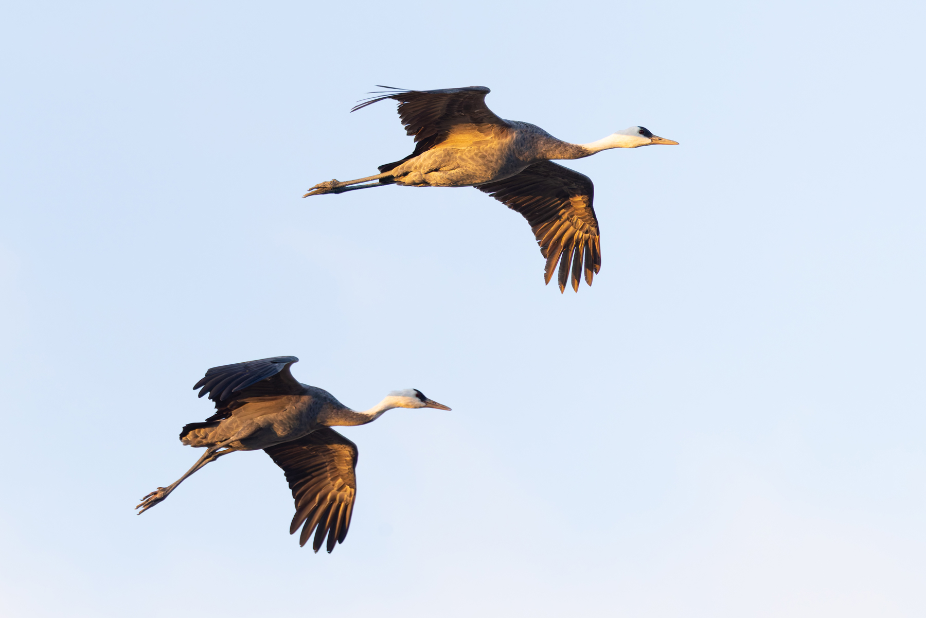 Hooded Cranes at Arasaki (Image by Mike Watson)