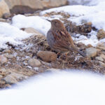 Japanese Accentor at Jigokudani, monkeys walking by (Image by Mike Watson)
