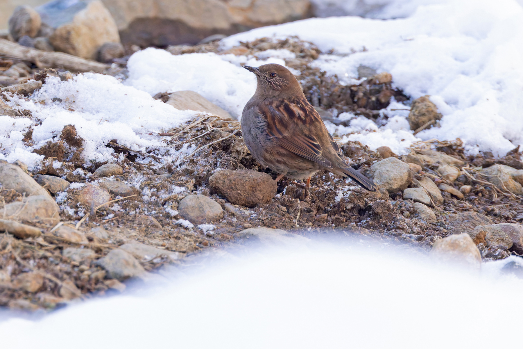 Japanese Accentor at Jigokudani, monkeys walking by (Image by Mike Watson)