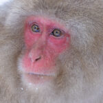 Japanese Macaque portrait (Image by Mike Watson)