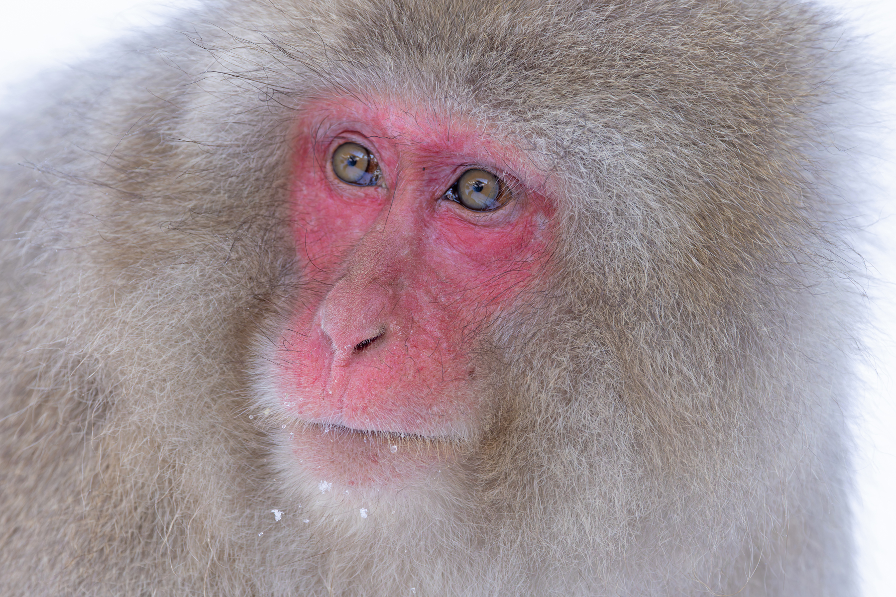 Japanese Macaque portrait (Image by Mike Watson)