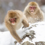 Japanese Macaque fracas! (Image by Mike Watson)