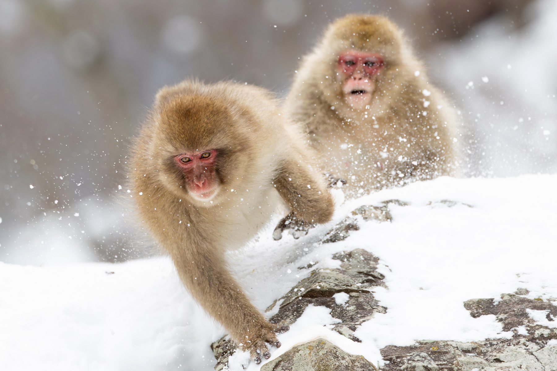 Japanese Macaque fracas! (Image by Mike Watson)