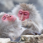 Japanese Macaques spend a lot of time grooming (Image by Mike Watson)