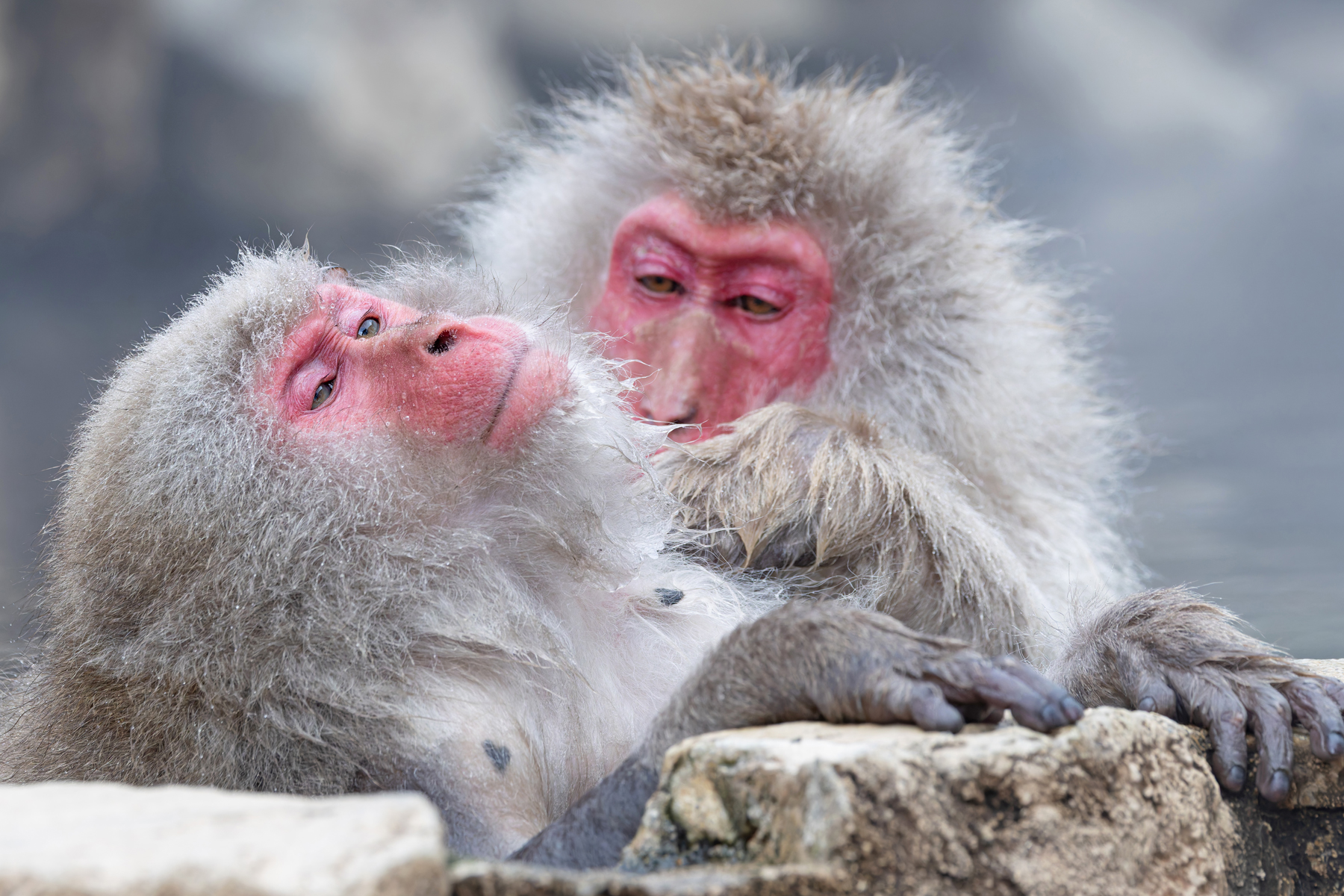 Japanese Macaques spend a lot of time grooming (Image by Mike Watson)
