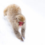 Japanese Macaque motion blur in the snow (Image by Mike Watson)